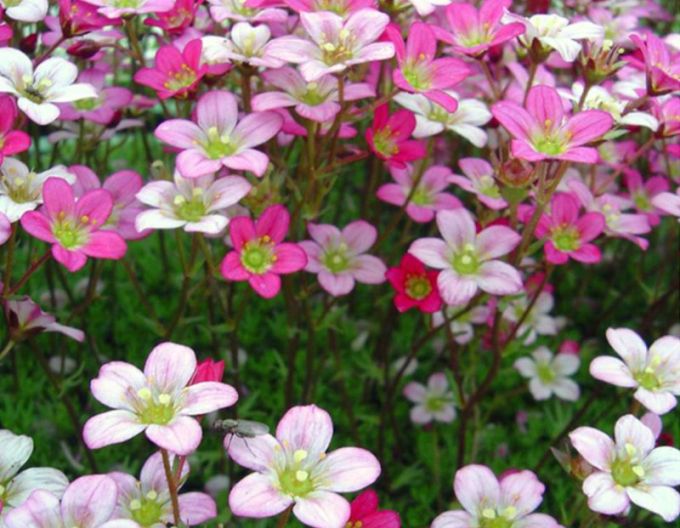 Lomikámen Pixie Rose