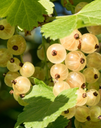 Rybíz bílý  Primus Stromková, kont. 5l