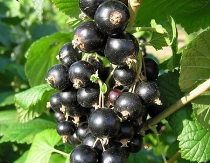 Černý rybíz ´Eva´ KER 5l