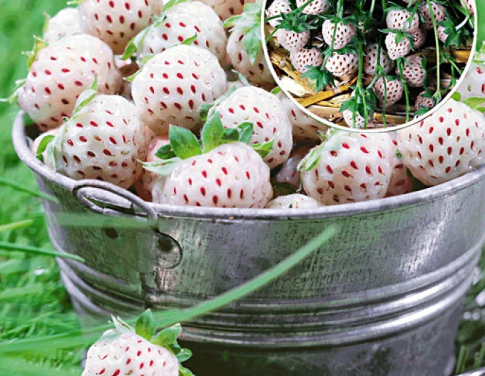 Bílé jahody Pineapple Aardbei