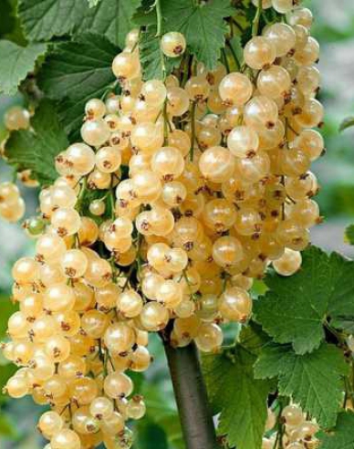 Bílý rybíz ´Primus´ KEŘ