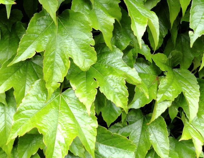 Babočka trojlistá ´Green Spring´