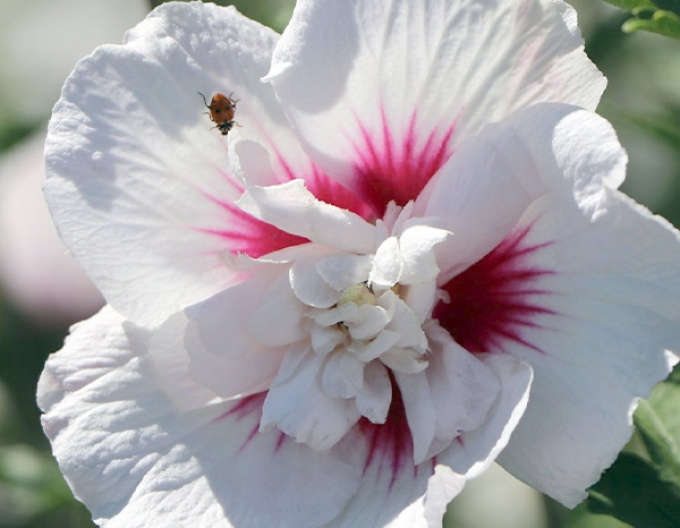 Syrský ibišek ´China Chiffon´