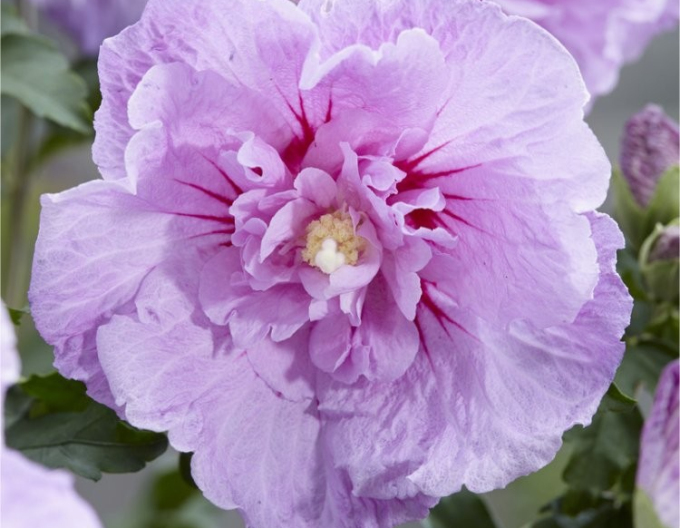 Ibišek syrský ´Lavender Chiffon´