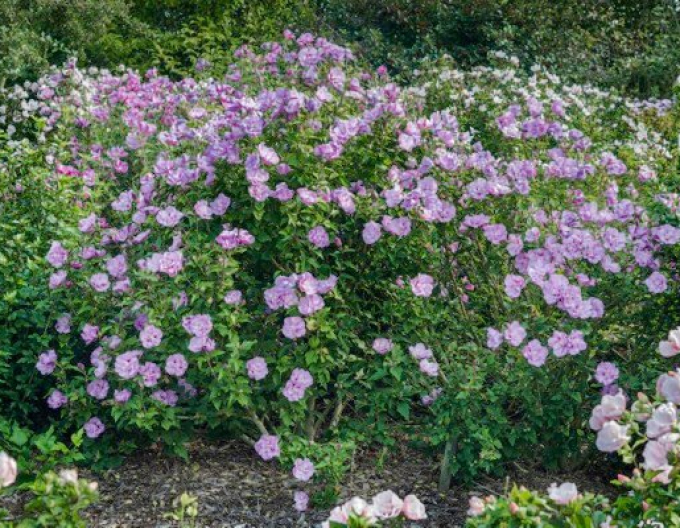 Ibišek syrský ´Lavender Chiffon´