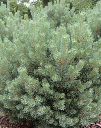 Borovice lesní ´Watererii´