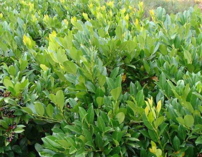 Laurel Laurel ´Caucasica´
