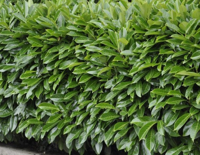 Laurel Laurel ´Caucasica´