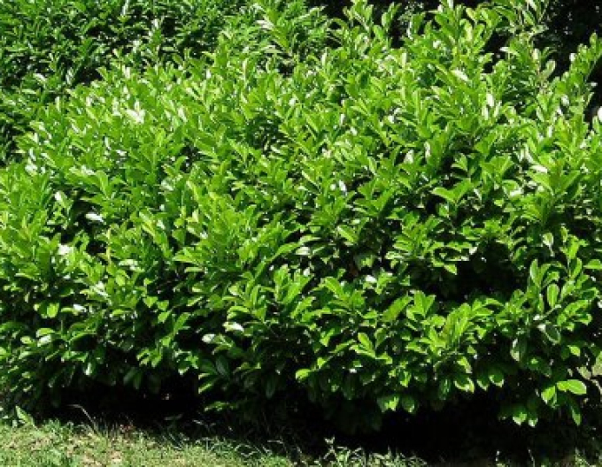 Lauricum medicalum ´Mano´