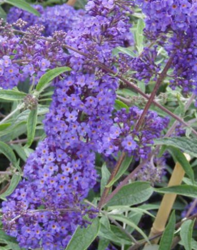 Motýlí keř, Komule Davidova Nanho Blue