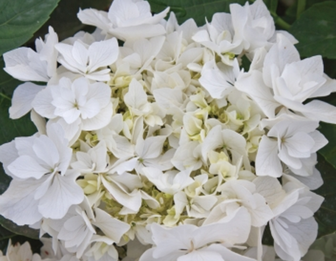 Hydrangea calinoides Coco