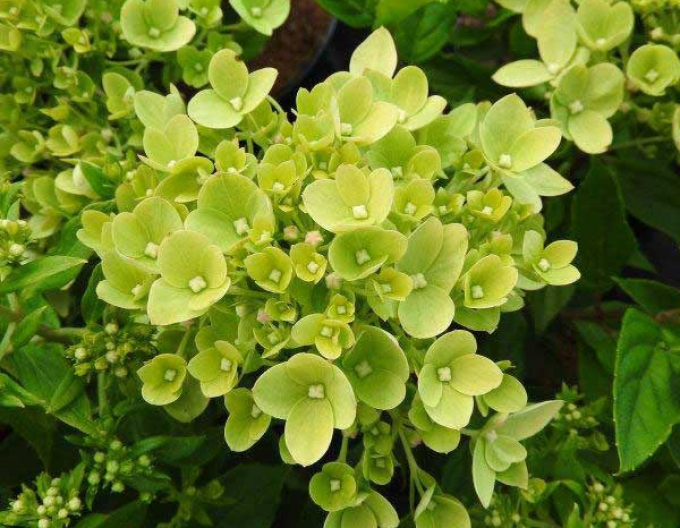 Hortenzie ´Little Lime´