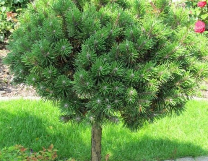 Borovice lesní Sherwood Compact na pařezu