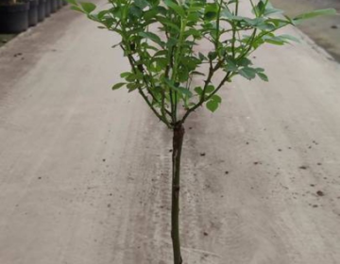 Rose Tree White