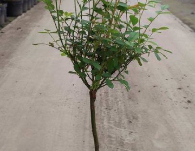 Tree Rose Pink