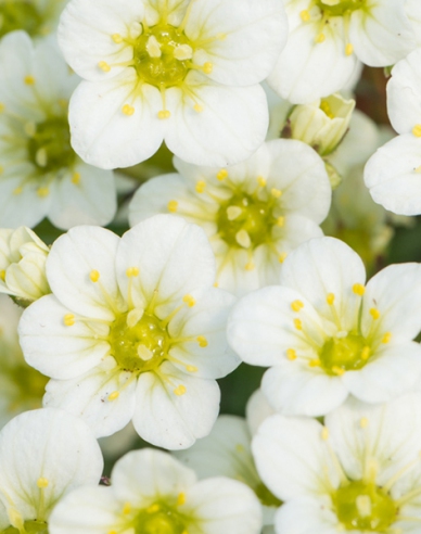 Lomikámen White Star