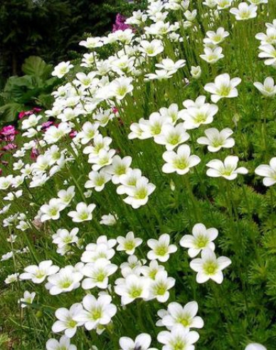 Lomikámen White Star