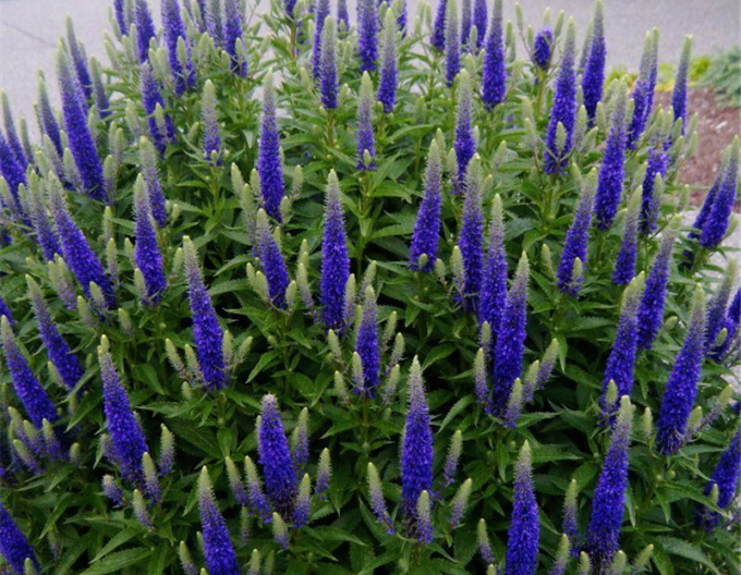 Veronika cobia ´Anniversary Blue´