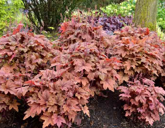 Heucherella ´Sweet Tea´