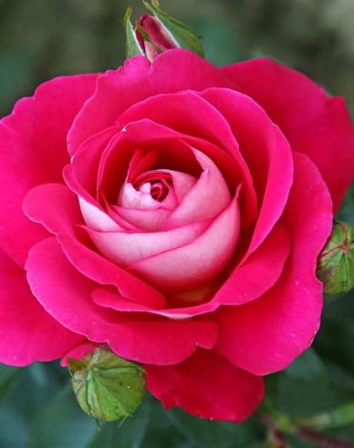 Stromková růže GAVOTTE