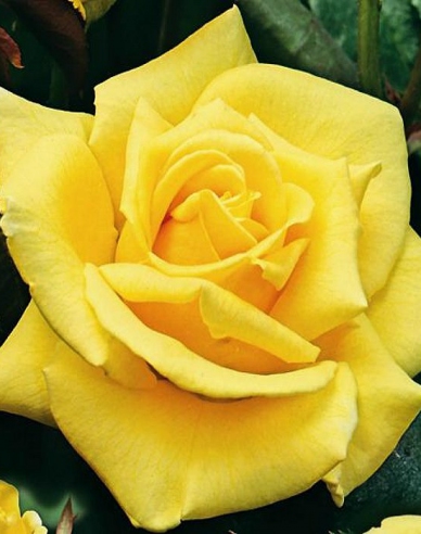 Stromková růže ´LANDORA´