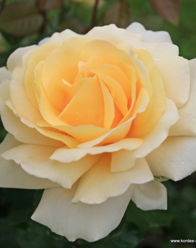 Stromová růže ´WINTER SUN´