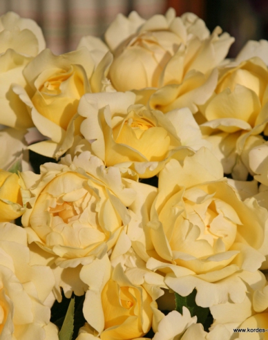 Stromová růže ´WINTER SUN´