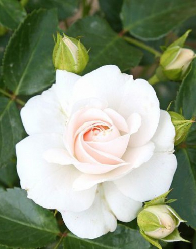 Stromová růže ´WHITE CRYSTAL´