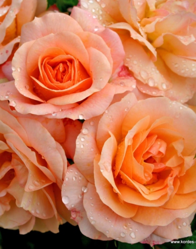 Stromová růže ´APRICOLA´