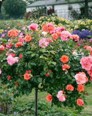 Stromová růže ´APRICOLA´