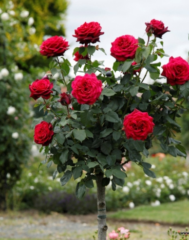 Stromová růže ´GRAFIN DIANA´