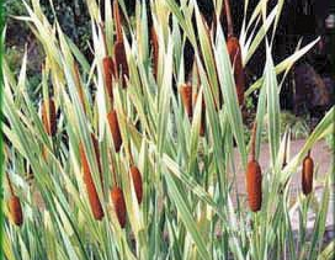 Orobinec širokolistý ’Variegata’