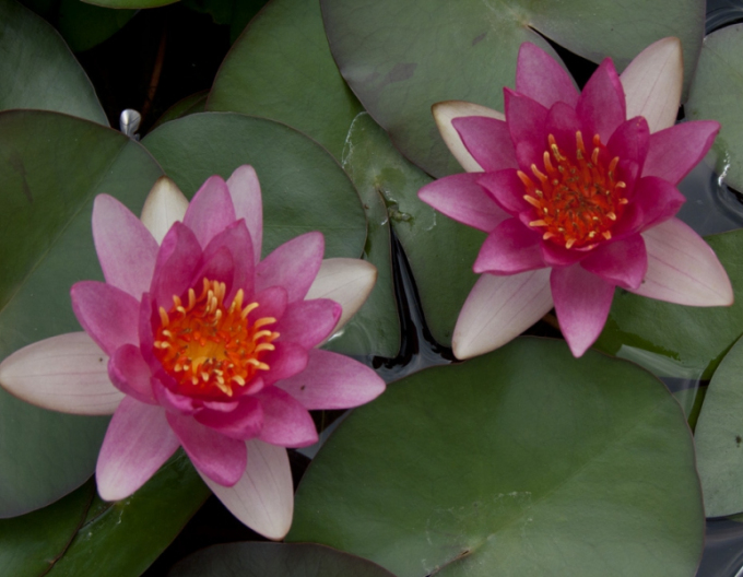 Lekno ´Laydekeri Purpurata´