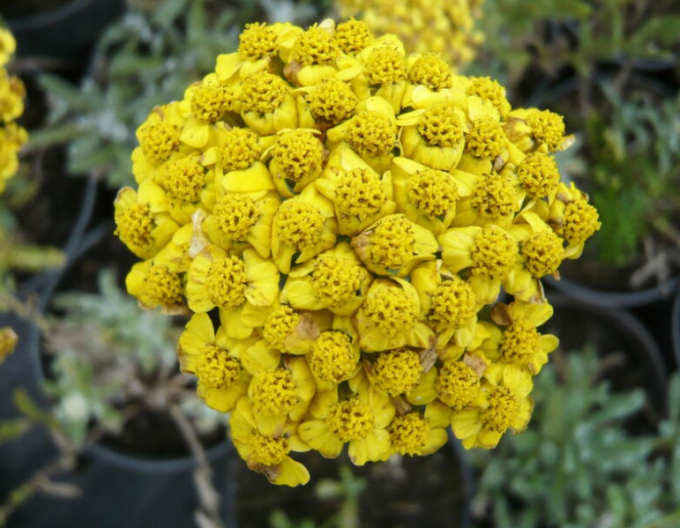 Řebříček ´Aurea´