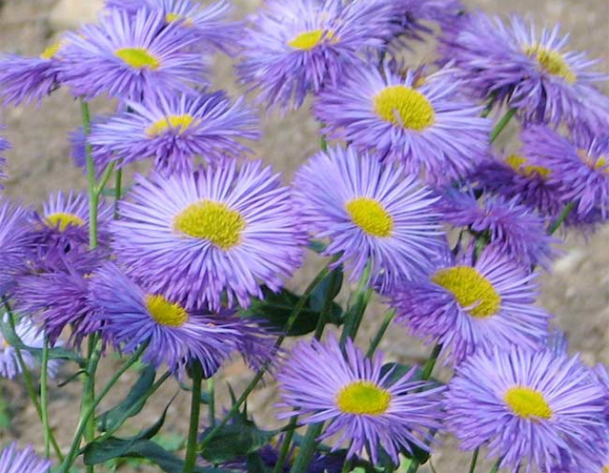 Turica beautiful Azure Beauty