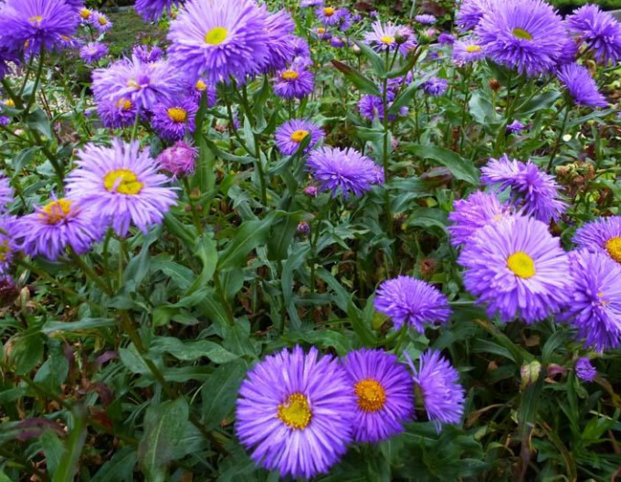 Turica beautiful Azure Beauty