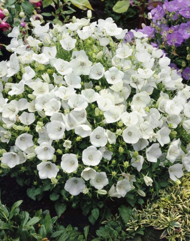 Zvonek karpatský ´Pearl White´