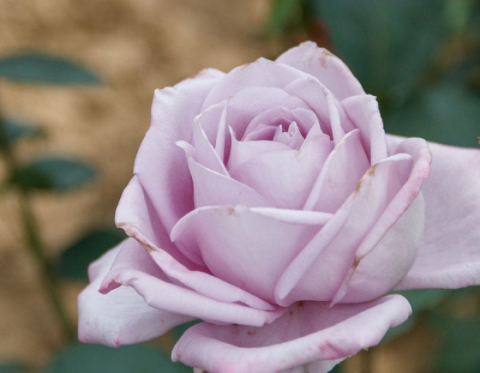ROSE "Mainzer Fastnacht"