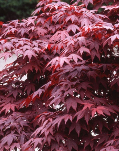 Javor dlanitolistý ’Bloodgood’