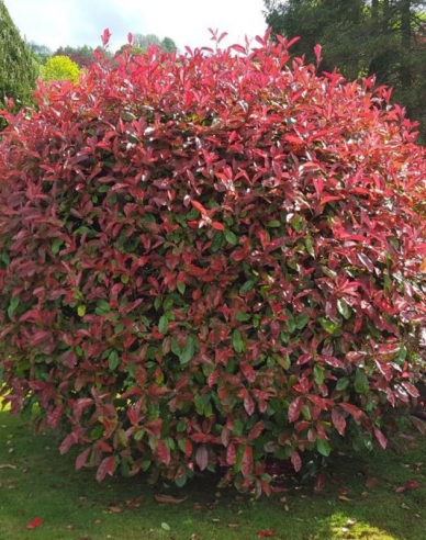 Blýskavka Fraserova ´Red Robin´ 2l