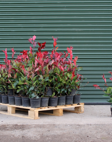 Blýskavka Fraserova ´Red Robin´ 2l