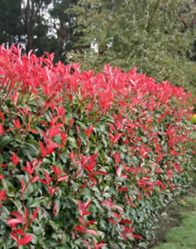 Blýskavka Fraserova ´Red Robin´ 2l