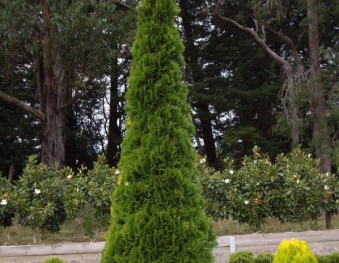Tuja Emerald