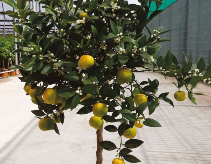 Citroník Limeta Purscha