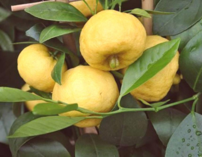 Citroník Limeta Purscha