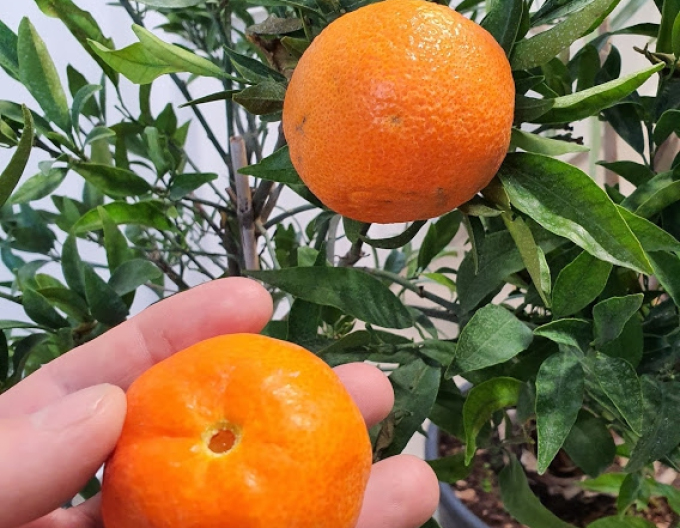 Citroník  mandarinkový - mandarínka