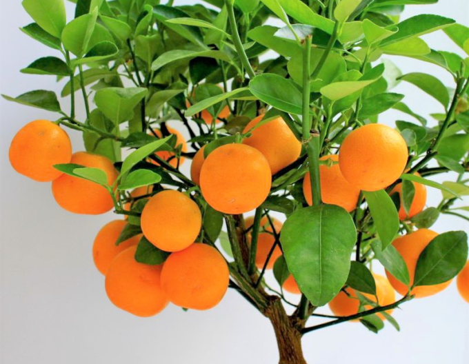 Mandarinkový citroník ´Mandarino´