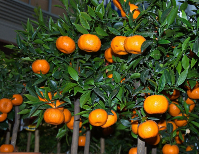 Mandarinkový citroník ´Mandarino´