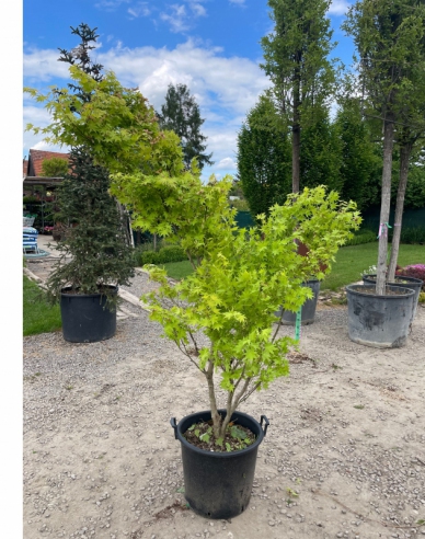 Javor dlanitolistý Summer Gold