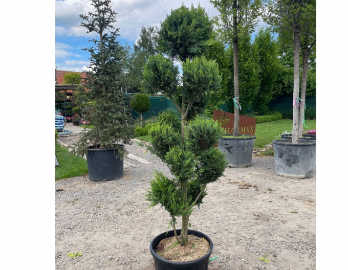 Cypřišek leylandský PON PON 160cm